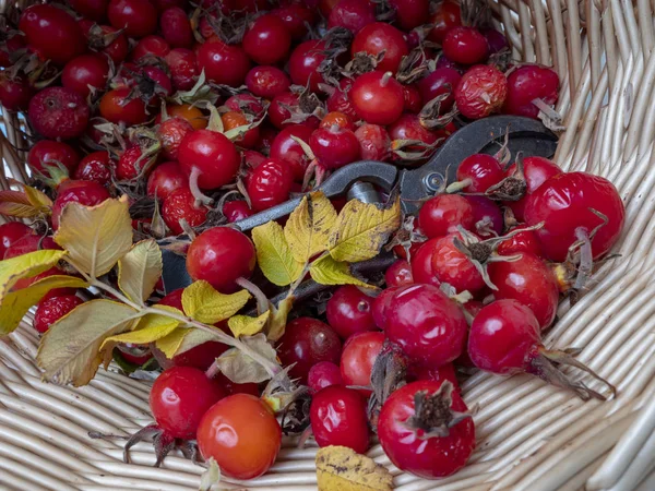 Närbild Hund Nypon Rosa Canina Och Trädgård Sekatörer Willow Korg — Stockfoto