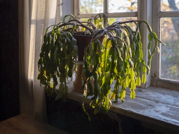 Christmas cactus (Schlumbergera) plant standing on the wooden window sill