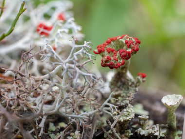 İngiliz askerleri kırmızı liken (Cladonia cristatella) bulanık arka planda bir grup yakın çekim