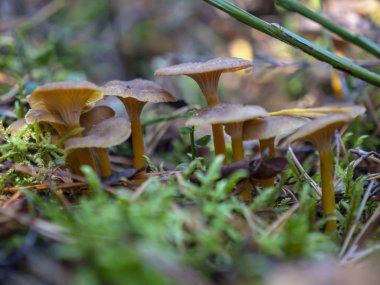 Cantharellus cibarius mantar (Craterellus tubaeformis) orman groundcover içinde büyüyen huni