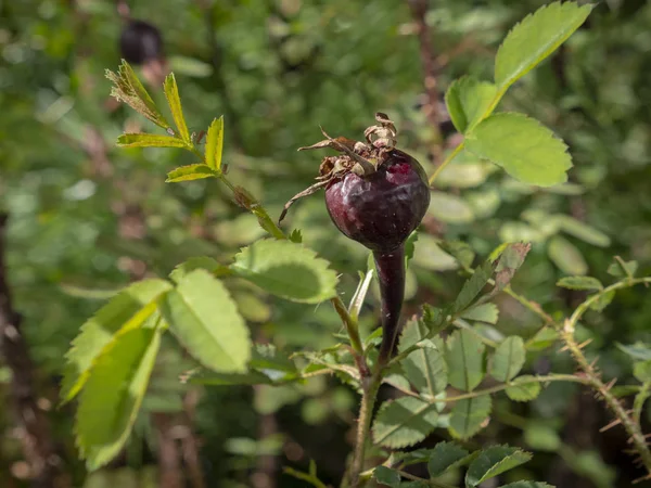 Burnet Rose Rosa Pimpinellifolia Arbuste Avec Fruit Violet Foncé Hanche — Photo