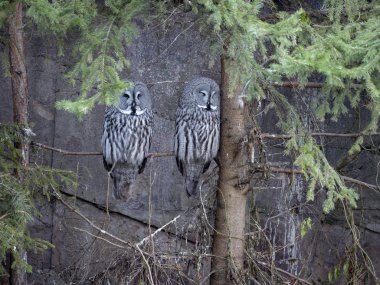 İki yetişkin büyük gri baykuş (Strix nebulosa) ağaç dalı üzerinde oturan
