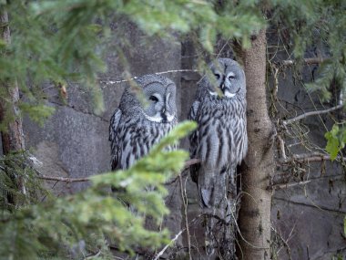 İki yetişkin büyük gri baykuş (Strix nebulosa) ağaç dalı üzerinde oturan