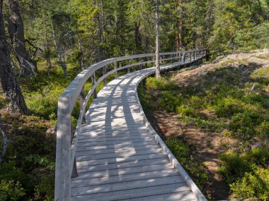 Kozalaklı bir ormanda niçin uzanan ahşap geçit