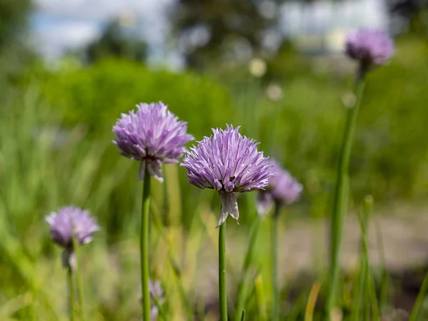 Close-up of a group of garlic flowers in the blurred background