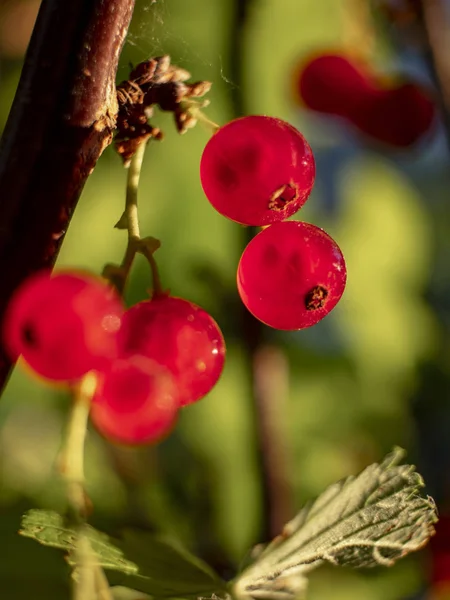 Плоды Спелой Красной Смородины Ribes Rubrum Свисающие Ветки — стоковое фото