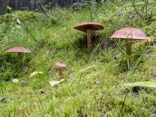 Pilzgruppe Wächst Unterholz — Stockfoto