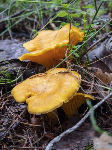 Pilzgruppe Wächst Unterholz — Stockfoto