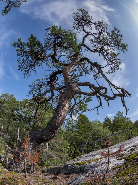 스웨덴에서 오래된 소나무 피누스 실베스트리스 할싱랜드 지방의 혼슬란데트 보호구역 2019년 로열티 프리 스톡 사진