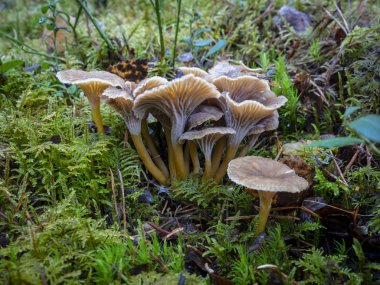 Craterellus tubaeforis doğal ortamda