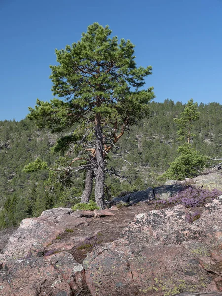 Ensam Tall Växer Klippig Klippa Mot Bakgrund Skog — Stockfoto