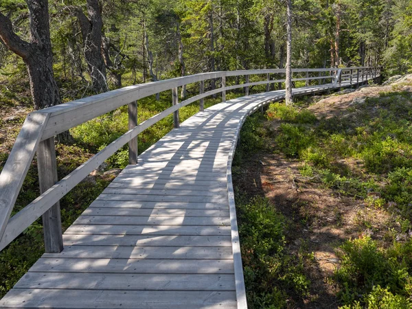 Trä Gångväg Som Leder Genom Barrskog — Stockfoto