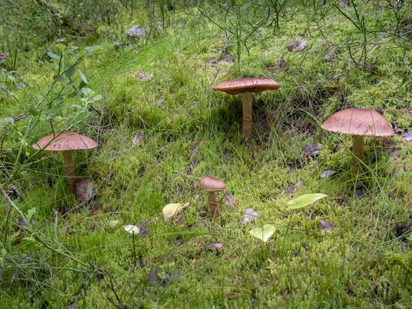 Rotkopfpilze Moosbedeckten Wald — Stockfoto