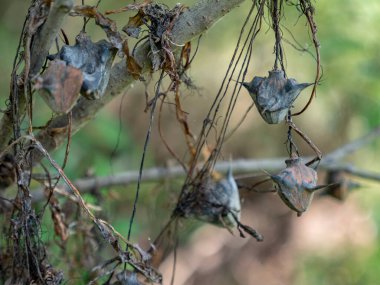 Su caltrop - Lythraceae familyasından bir su bitkisi cinsi