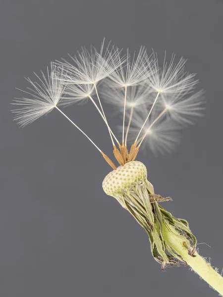 Крупный План Обыкновенного Одуванчика Taraxacum Officinale Спелых Семян Blowball Размытом — стоковое фото