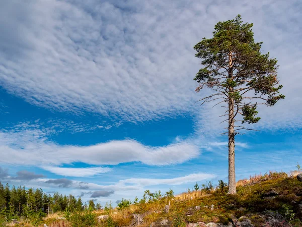 Ensam Tall Stenig Sluttning — Stockfoto