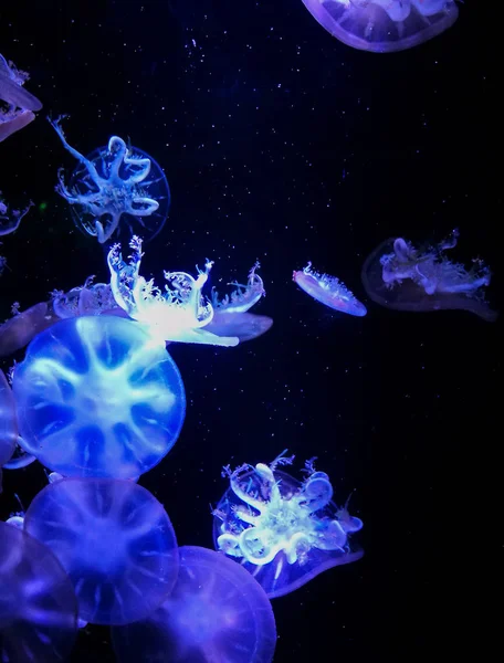 Denizanaları karanlık suda yüzüyor