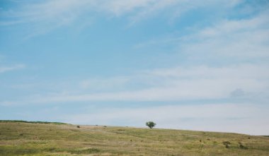 Tepedeki yalnız bir ağaç, bulutlu mavi bir gökyüzünün altında bir tarlanın ortasında yetişir.