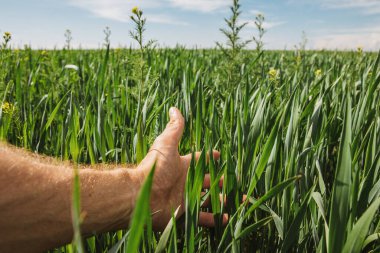 farmer holds his hand through the green grass clipart