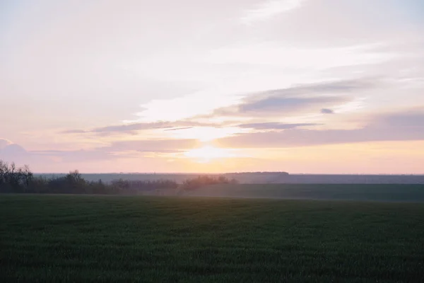 Sonnenuntergang Auf Einer Grünen Wiese Mit Weizenblende Die Kamera — Stockfoto