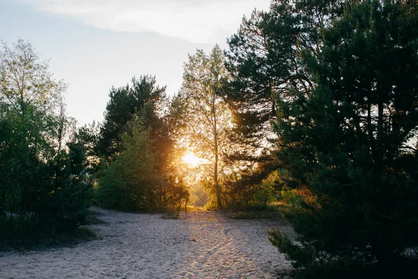 Landscape View View Green Forest Sandy Shore Summer Sky Sunset — Stock Photo, Image