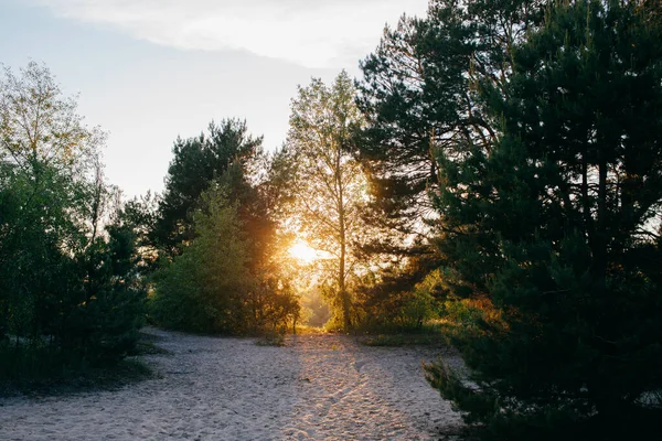 Landschaft Ansicht Des Grünen Waldes Sandigen Ufer Unter Dem Sommerhimmel — Stockfoto