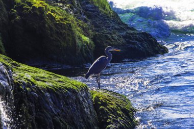 İsviçre'deki güçlü Rhin Nehri'nin kıyısında güzel kuş  