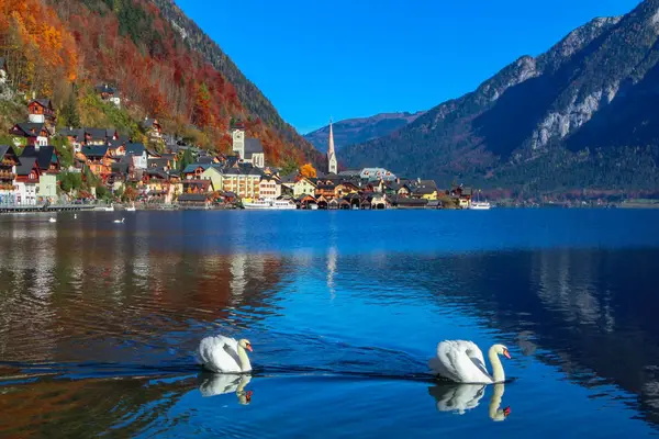 Två Vackra Svanar Njuta Bad Kristallklart Vatten Berg Hallstatt Sjön — Stockfoto