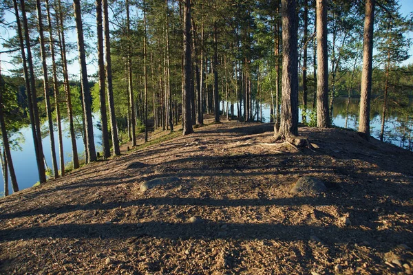 Jezioro Las rówieśników przez pni sosen — Zdjęcie stockowe