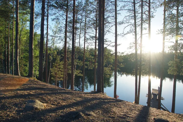 La rive d'un lac forestier avec de grands pins, soirée d'été — Photo