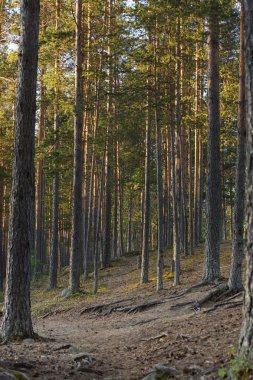 Ormanda yol pines gövdeleri.