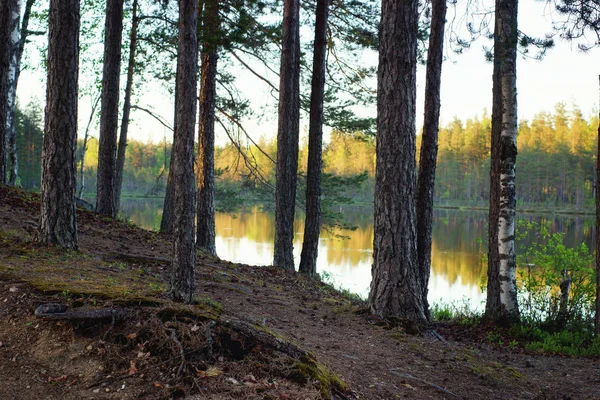 Tallskogen Vid Sjön Vid Solnedgången — Stockfoto