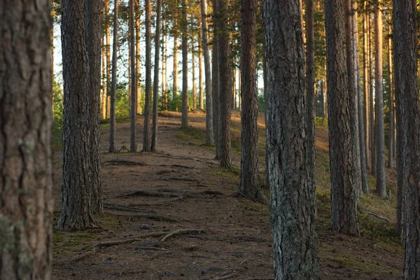 Path Woods Snags Pines — Stock Photo, Image