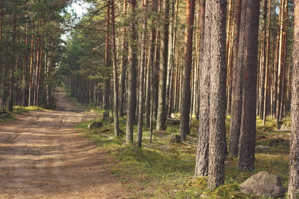 İnce düz Çam ormanıyla yolda.