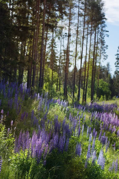 Sporo Łubin Niebieski Polanie Pobliżu Sosnowego Lasu — Zdjęcie stockowe