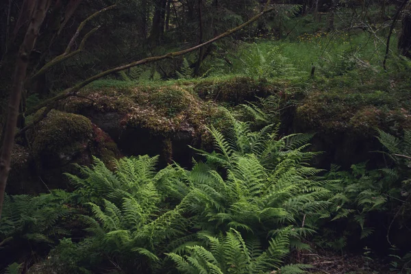 Arbustos Helecho Bosque Cubierto Musgo — Foto de Stock