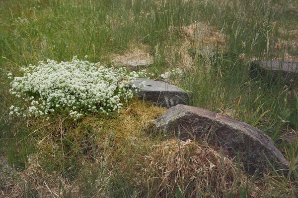 Kámen Malými Bílými Květy Rostoucí Nedaleko — Stock fotografie