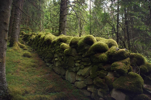 Ancient Wall Forest Covered Moss Time Humidity Norway — Stock Photo, Image