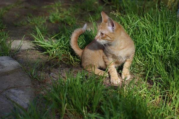 Red Haired Kitten Sits Green Clearing Looks Away — Stock Photo, Image
