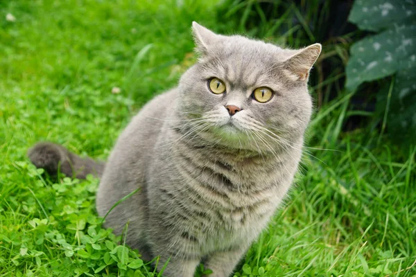 Γκρι Γάτα Του Βρεταννόs Breed Συνεδρίαση Για Γκαζόν Στον Κήπο — Φωτογραφία Αρχείου