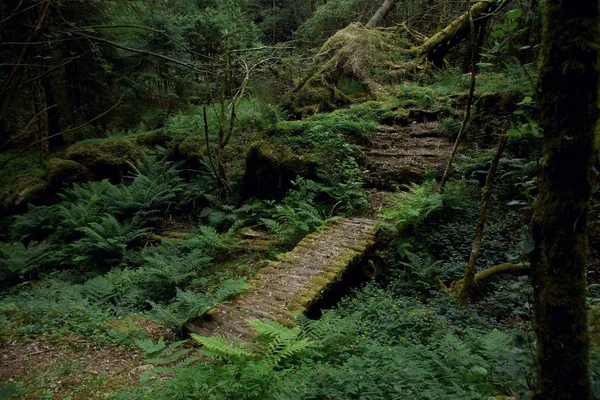 Fern ve moss ile büyümüş bir akışı yeşil bir ormandaki ahşap köprüden.