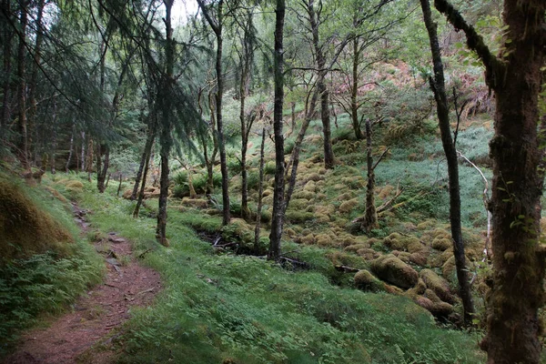Шлях Лісі Вкритий Мохом Влітку — стокове фото
