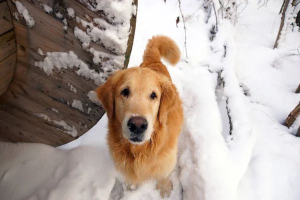 Perro Cría Golden Retriever Sentado Levantando Cabeza Mirando Cámara Invierno —  Fotos de Stock