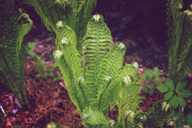 Fern bush değil henüz çiçek, instagram tarzında tonlama.