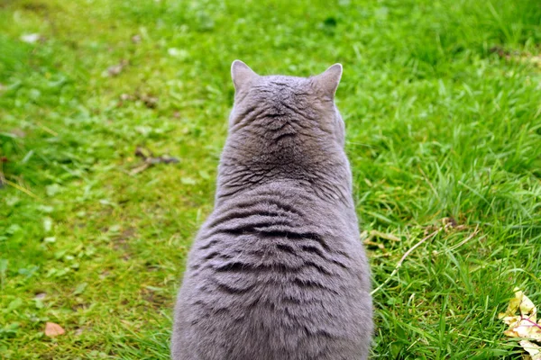 Gray Cat Sits Its Back Turning Green Summer Summer — Stock Photo, Image