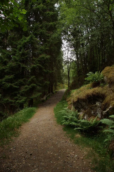 Ein Waldweg mit Farnen und Lücken — Stockfoto