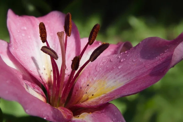 Un hermoso lirio rosado fragante floreció en el jardín — Foto de Stock