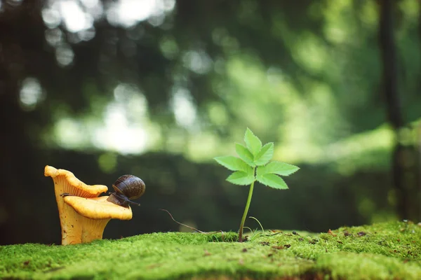 Garden Snail Crawled Mushroom Chanterelle Growing Moss — Stock Photo, Image