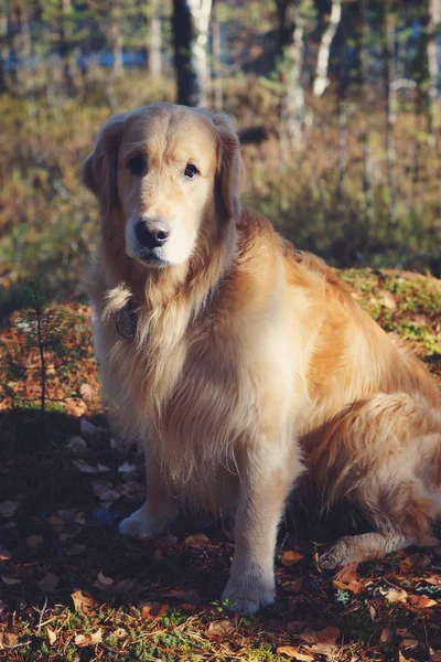 Golden Retriever Perro Sentado Sol Bosque Otoño — Foto de Stock