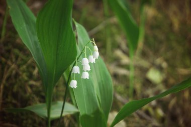 Lily vadi çiçek orman açıklıkta.